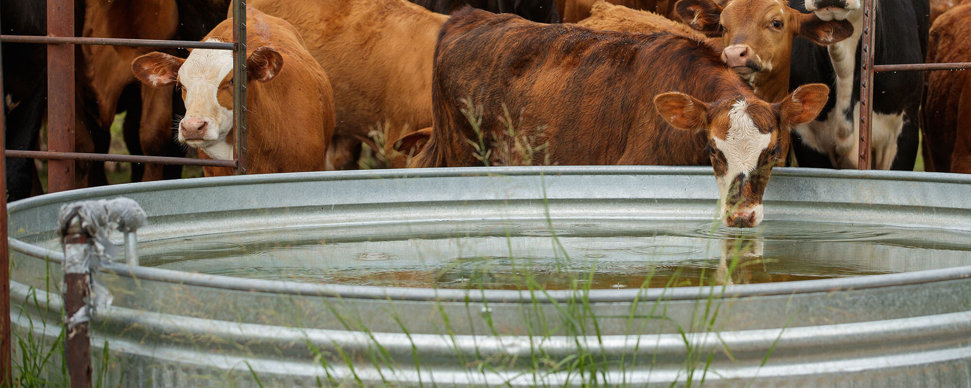 Cattle at watering tank