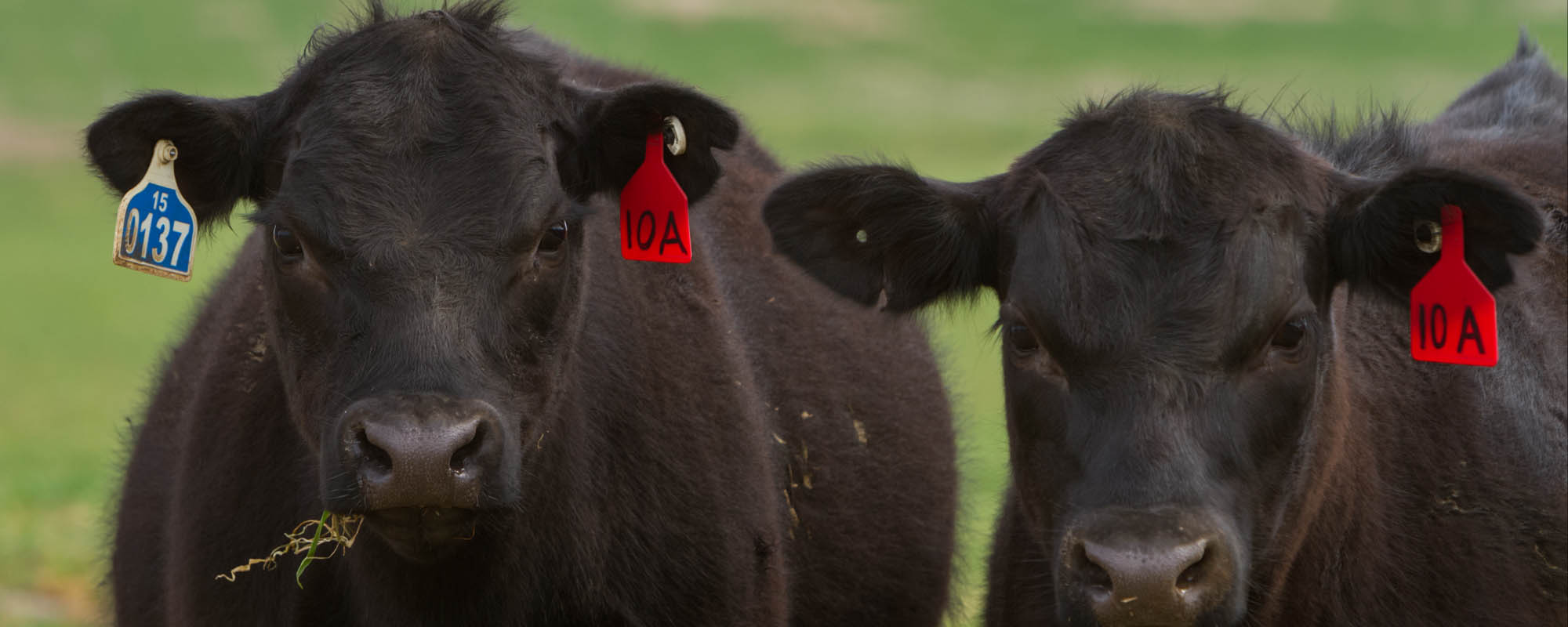Cows with cattle tags