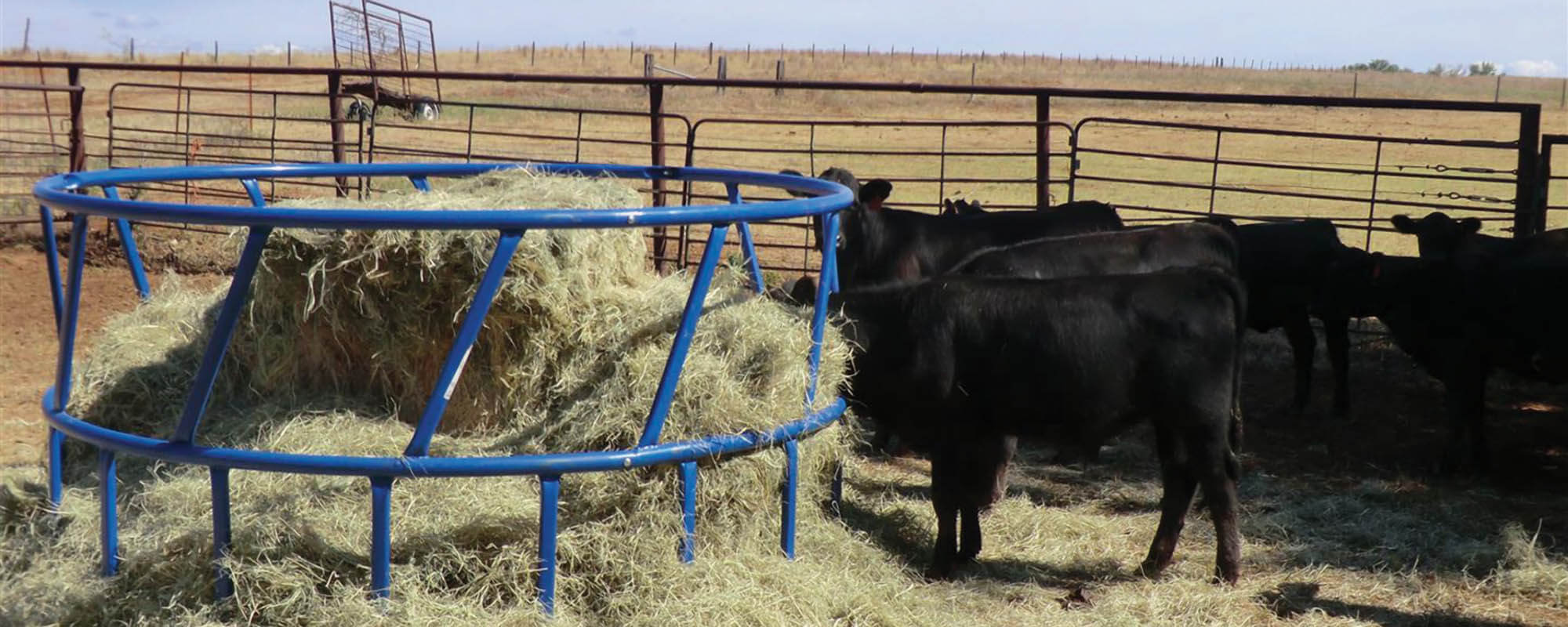 Cattle at hay feeder