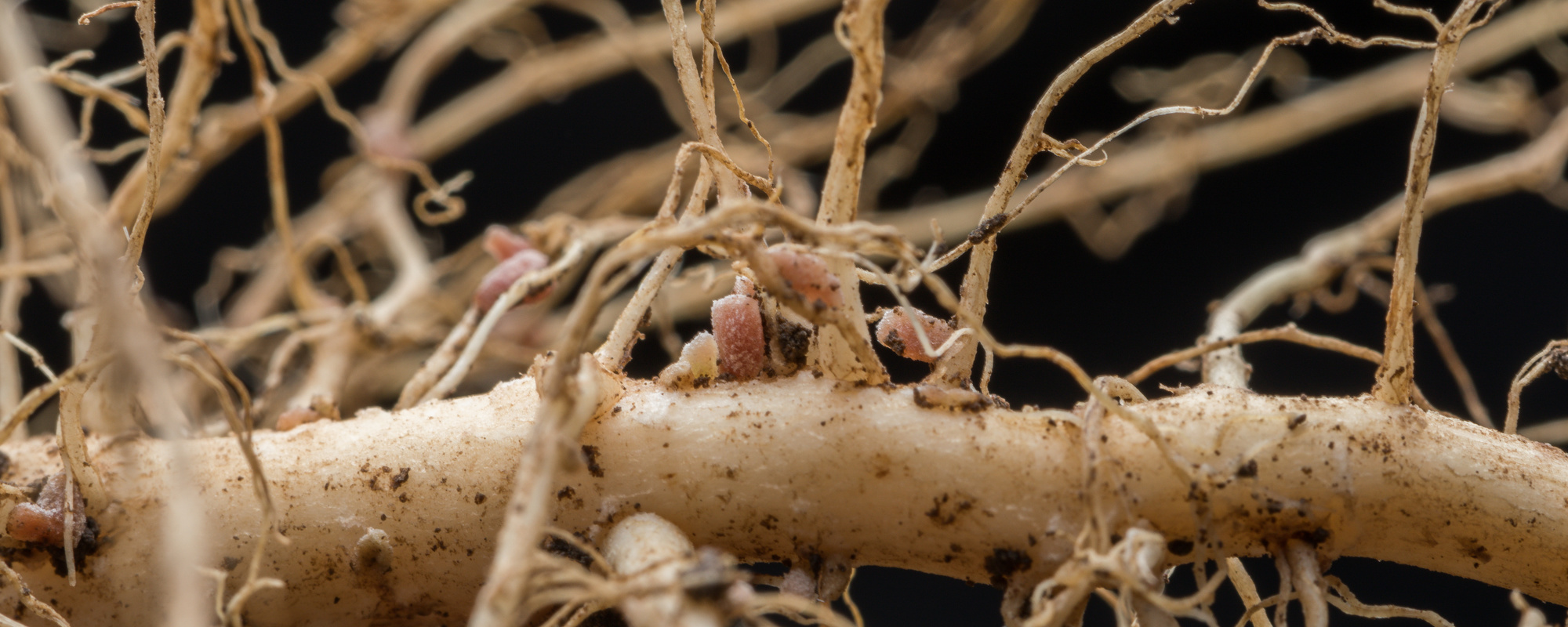 Close up view of plant roots