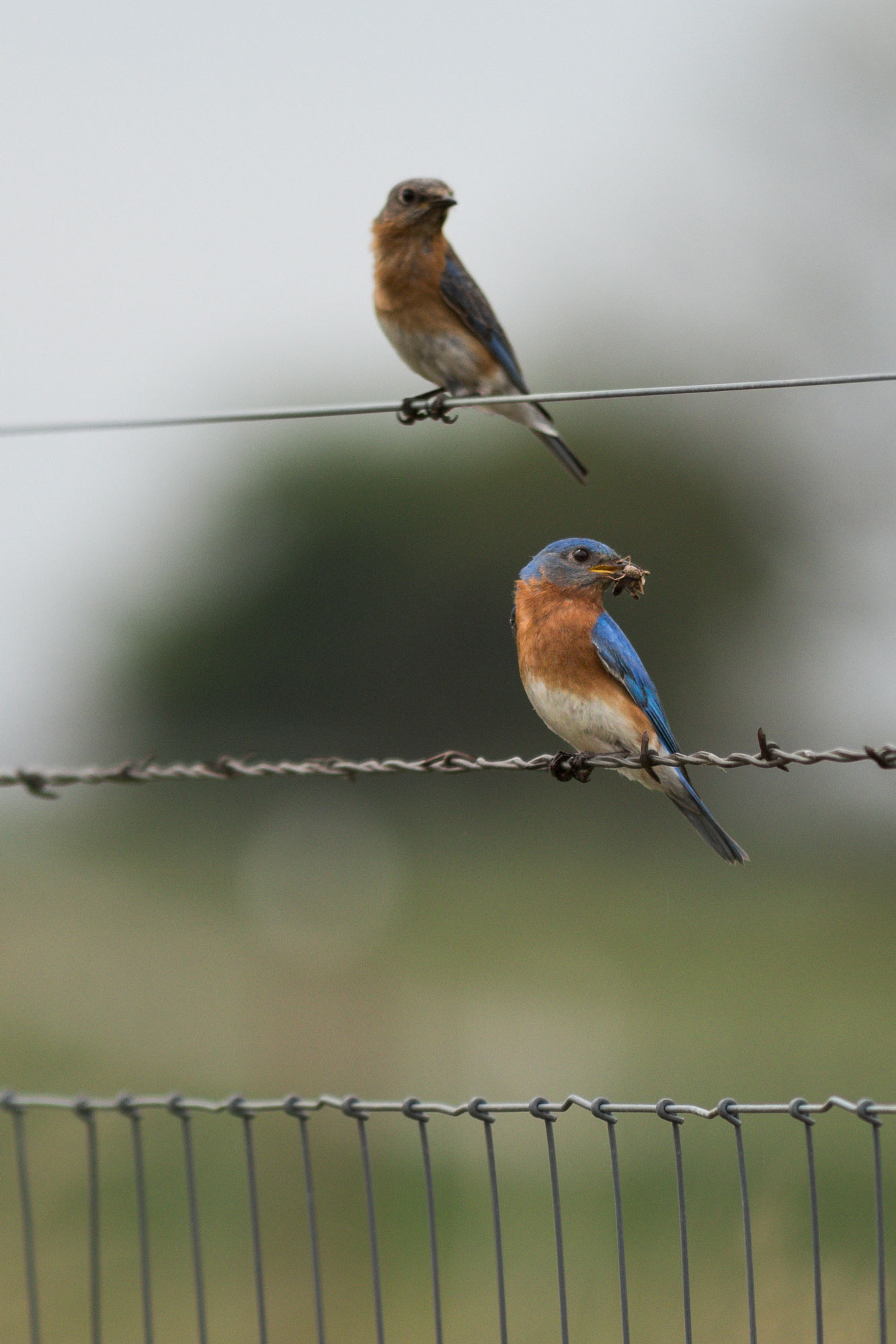 Blue birds on a barbed-wire fence