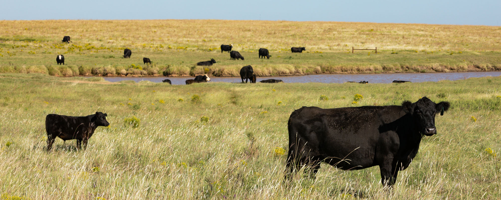 Cattle grazing in pasture near pond
