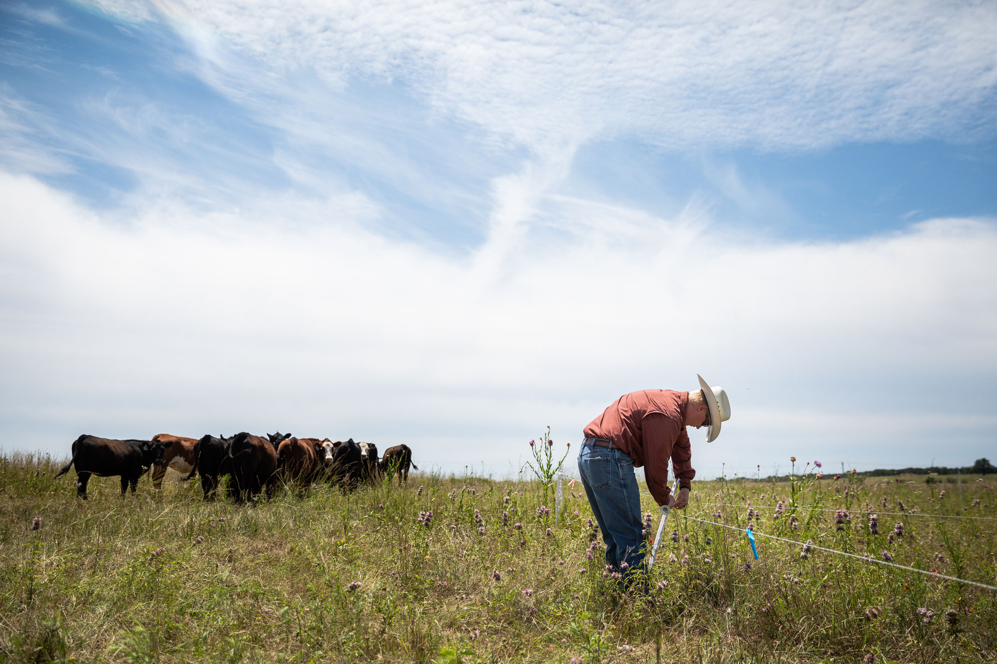 Cattle Producer working in the pasture