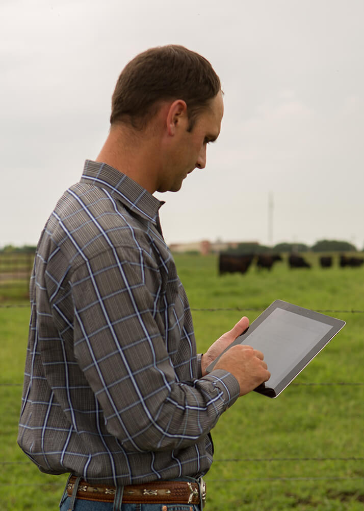 Man in pasture with cattle looks at a tablet