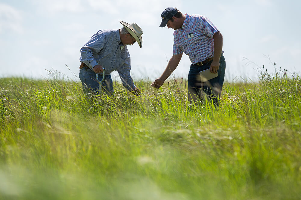Two ranchers examine tall grass pasture.