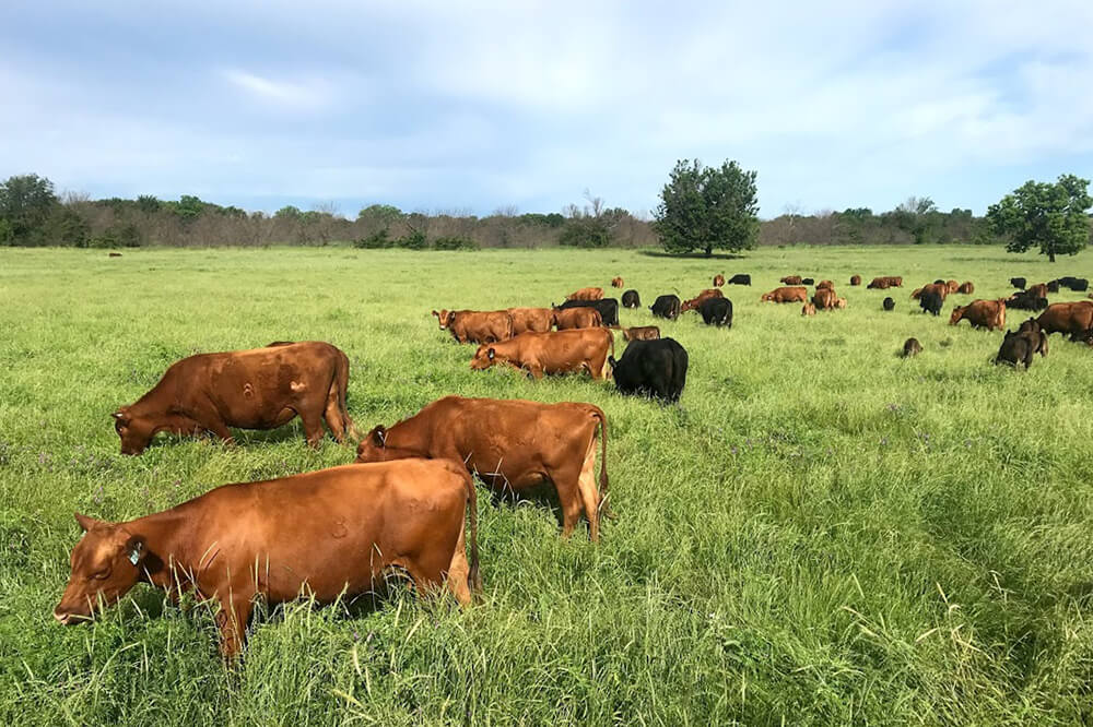 Red and black angus cows grazing on pasture.