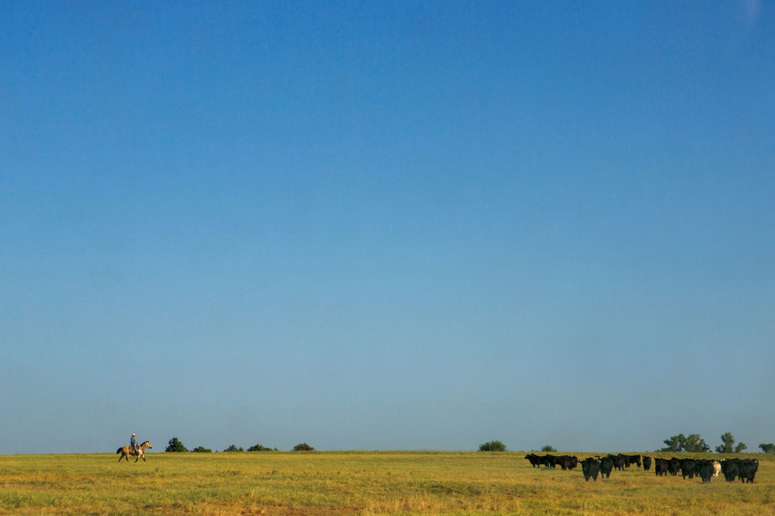 Rancher rides on horseback across pasture toward herd of cattle