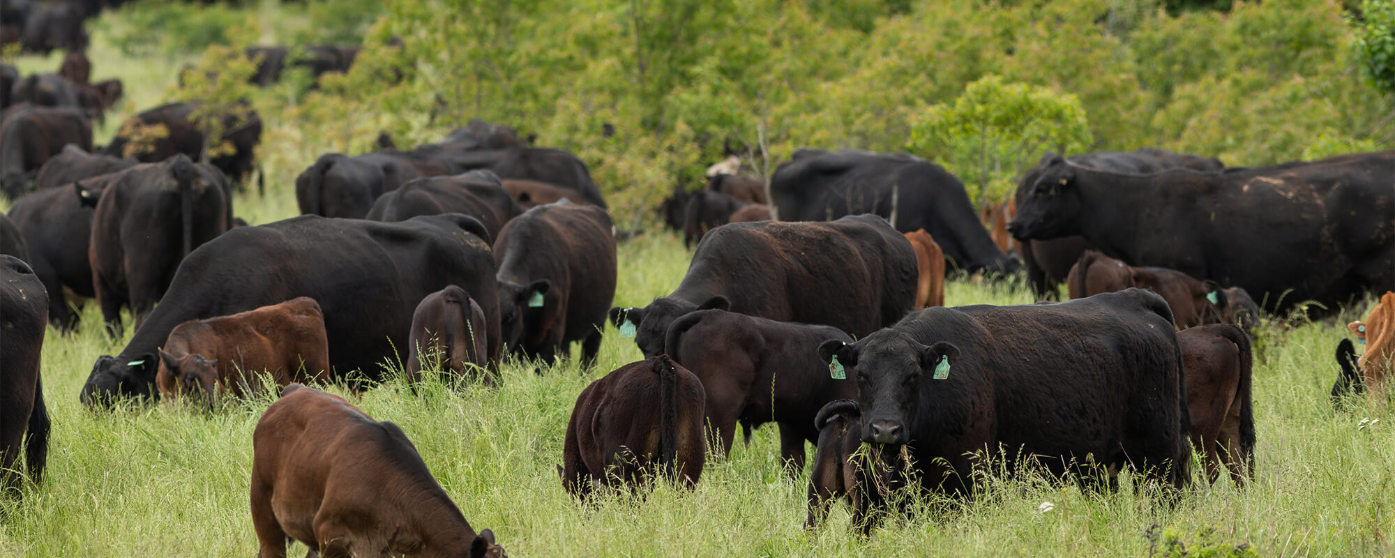 Cattle grazing in pasture.