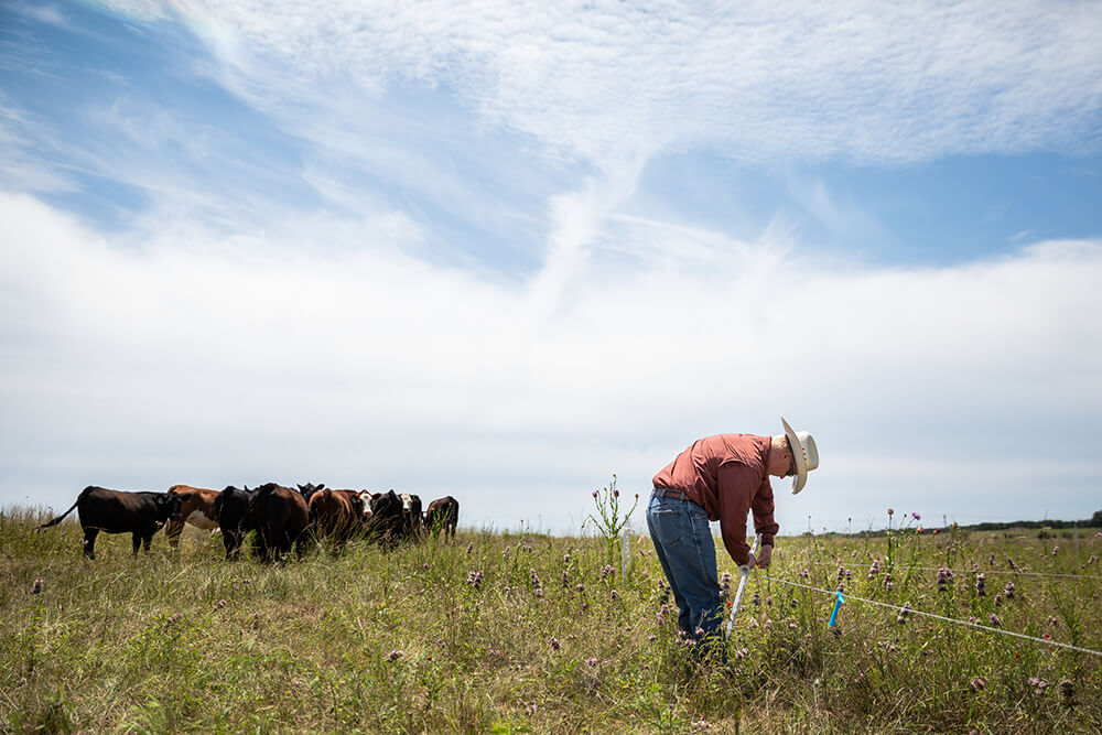 Rancher sets up temporary cattle fencing as cattle graze in the distance.