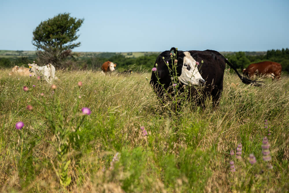 Cattle grazing diverse regenerative pasture with thistles