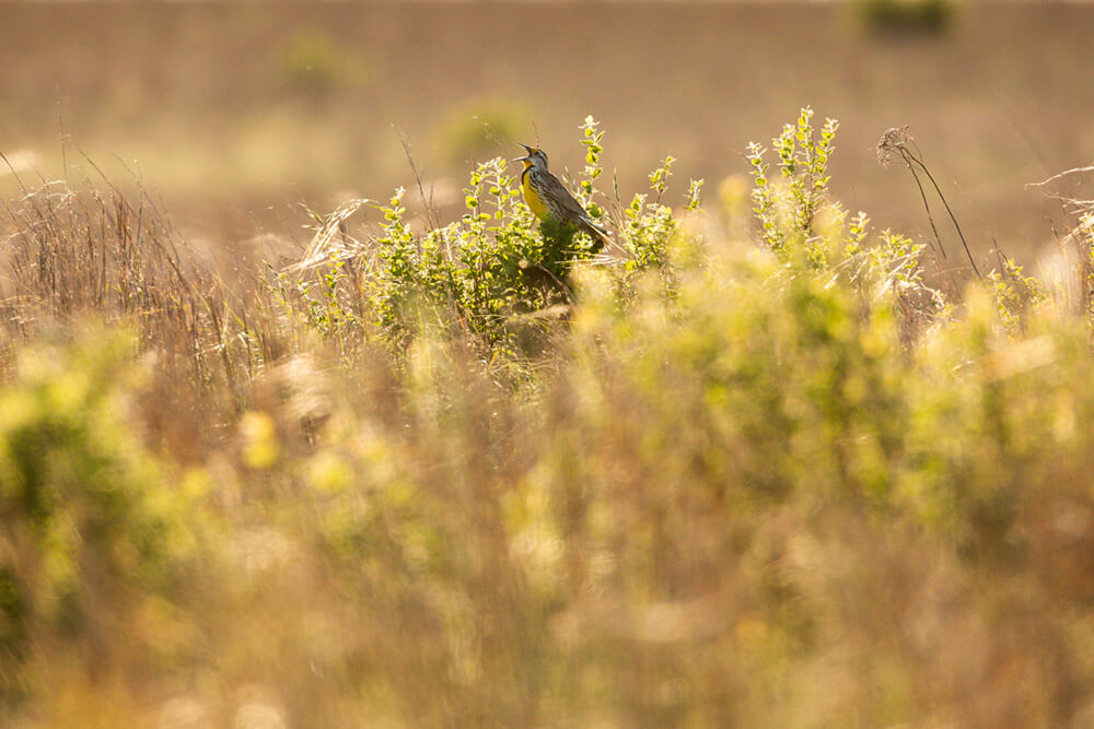 Meadowlark singing in tall pasture