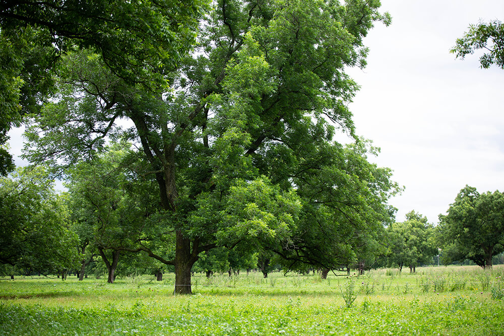 Pecan grove with diverse plant ground cover