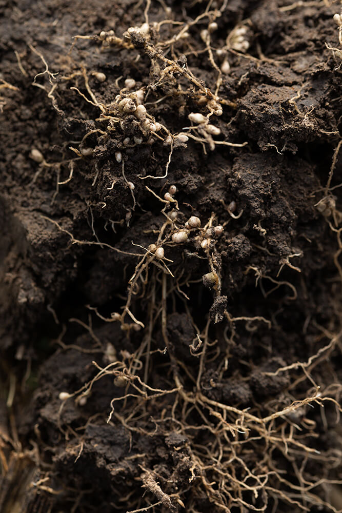 Nitrogen-fixing root nodules in a clump of soil