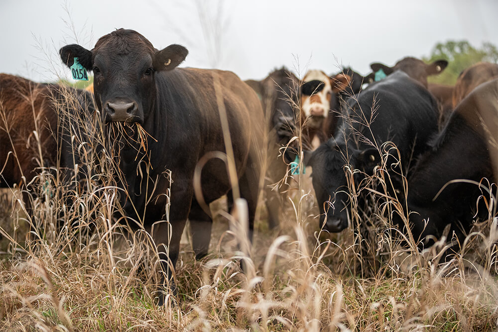 Cattle grazing dormant forage