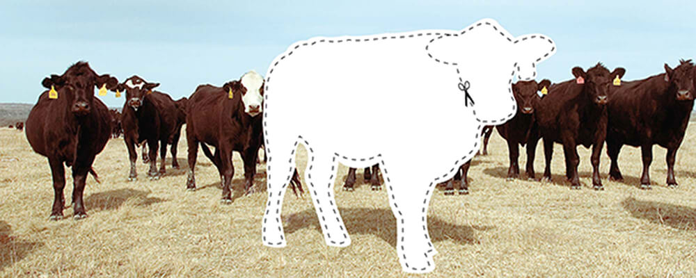 Graphic showing a herd of cows with a silhouette of a cow that has been snipped out of the photo