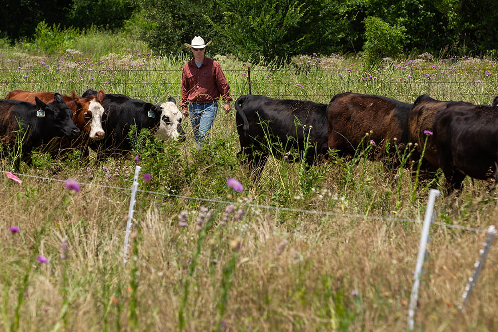 Rancher working with cattle in a polywire fenced area