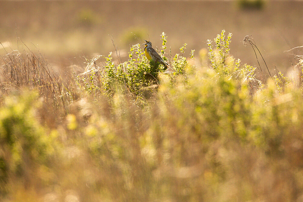 Meadowlark in a tall pasture