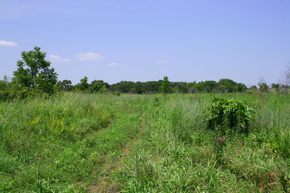 Pasture at rest showing grassland with woody plants appearing.