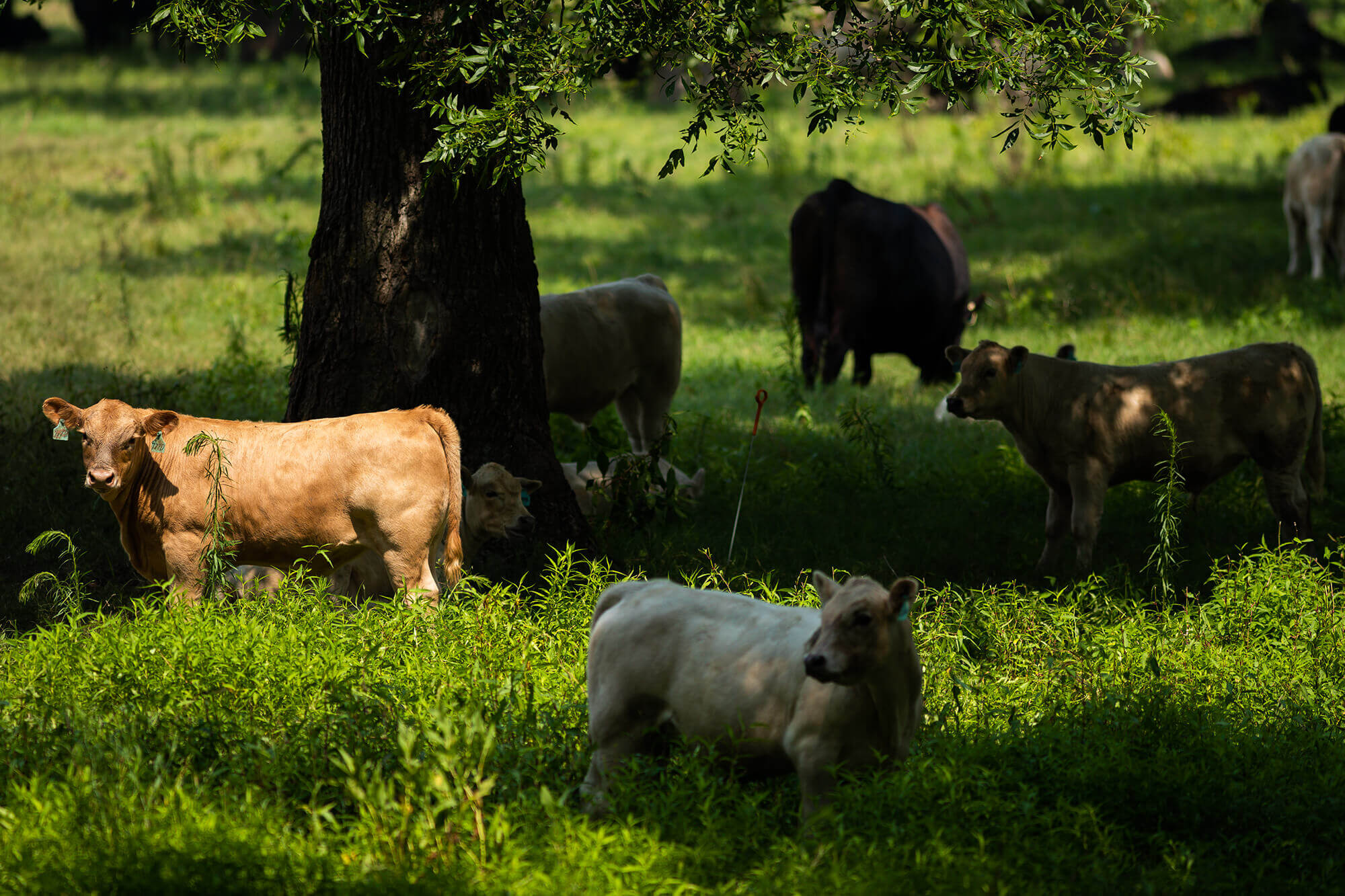 Cattle grazing in shade under trees