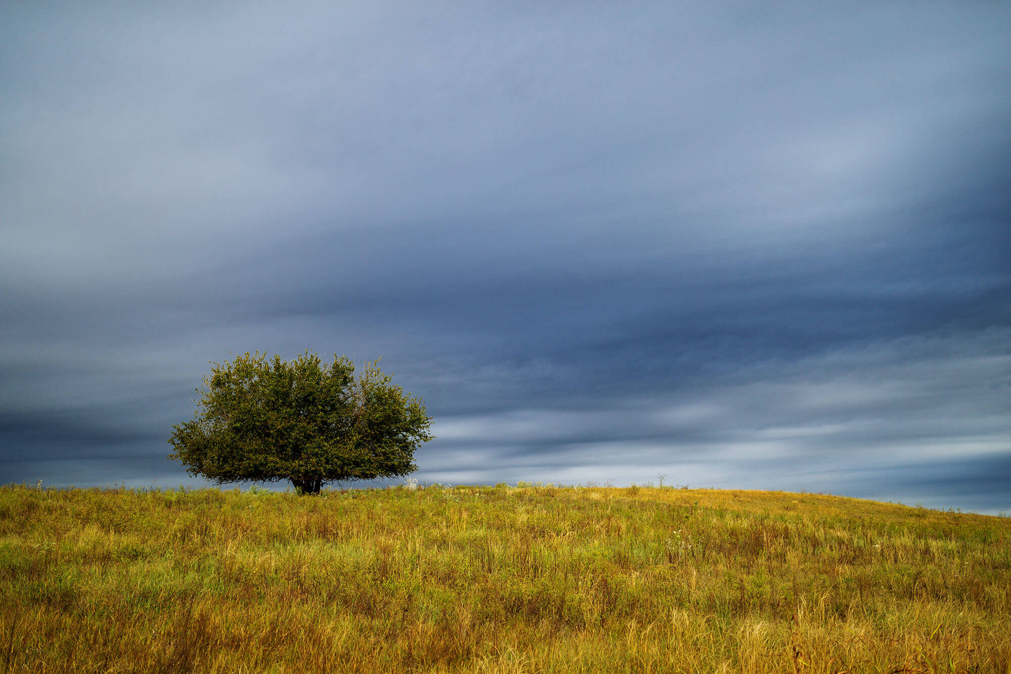 Tree in Pasture under cloudy sky