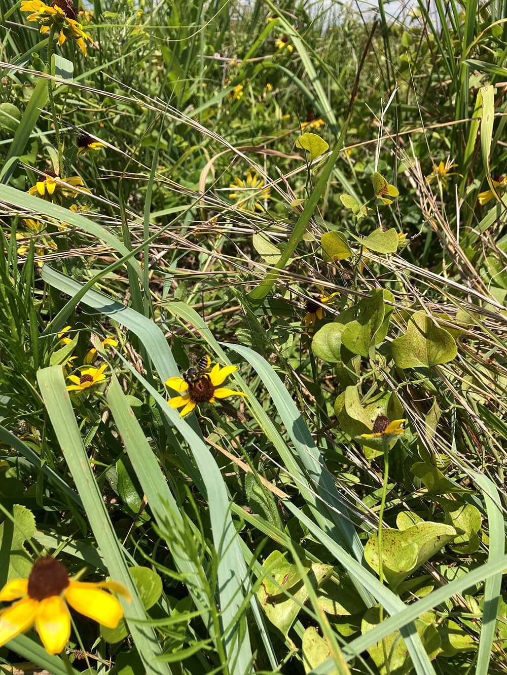 Pasture with diverse mix of plant life and insects