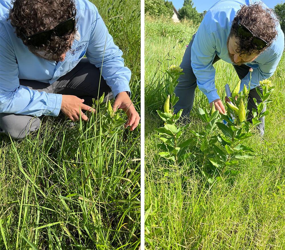 Will Moseley observes milkweed for monarch butterfly eggs