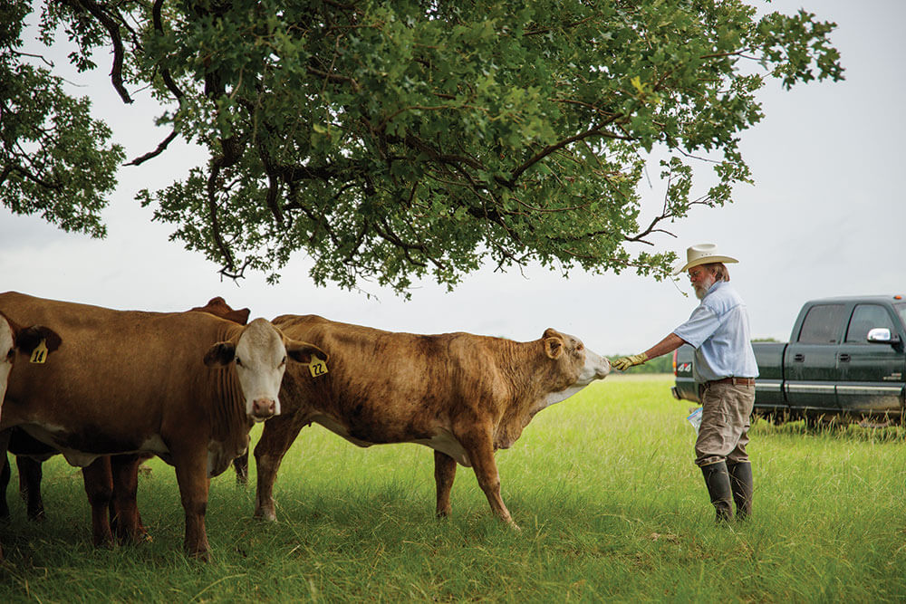 Kent Ferguson with cattle