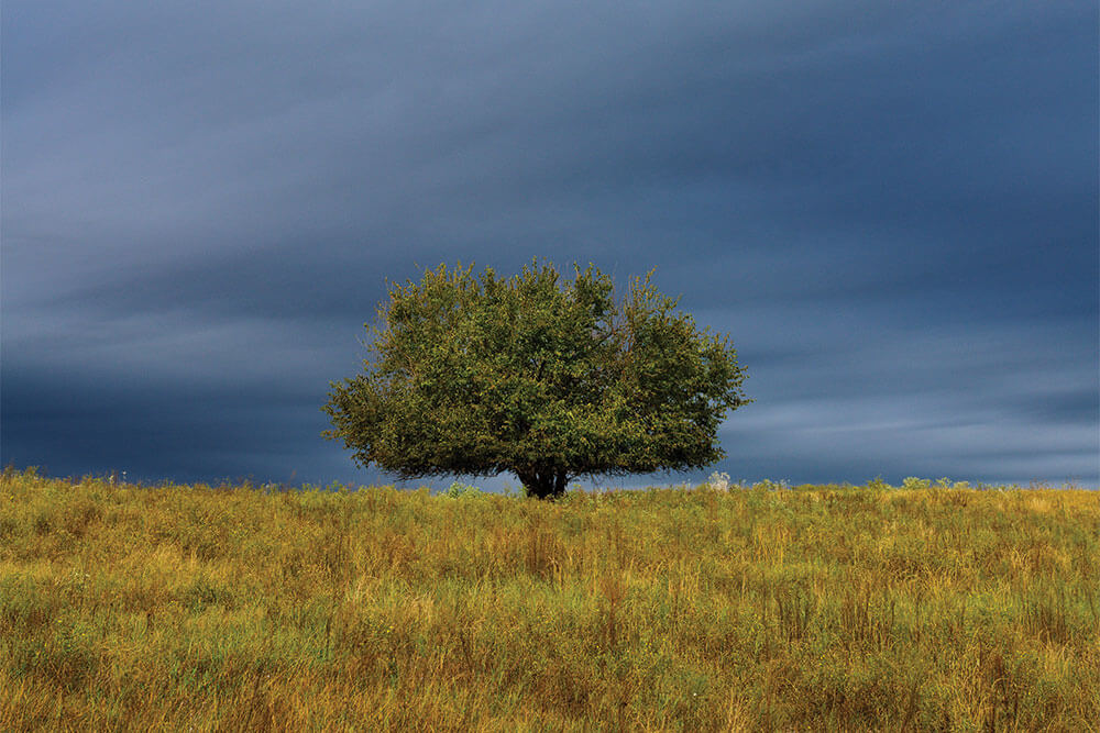 Tree standing in regenerative pasture