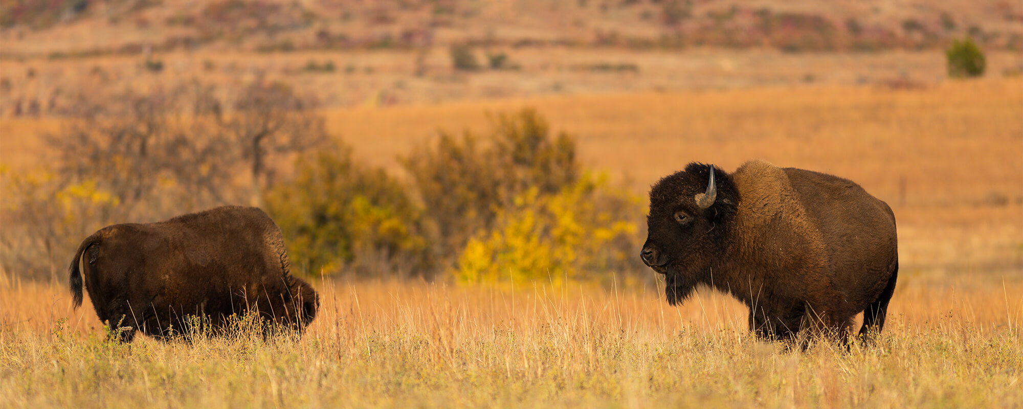 Bison grazing native rangeland