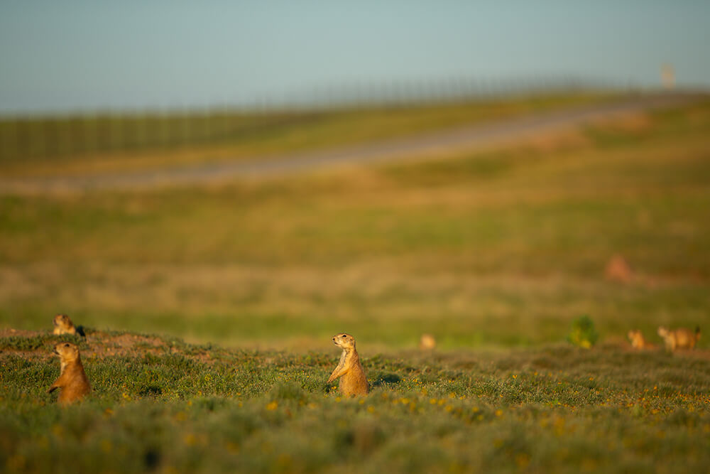 Black-tailed prairie dogs and their town