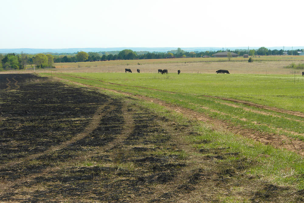 Cattle grazing a recently burned patch