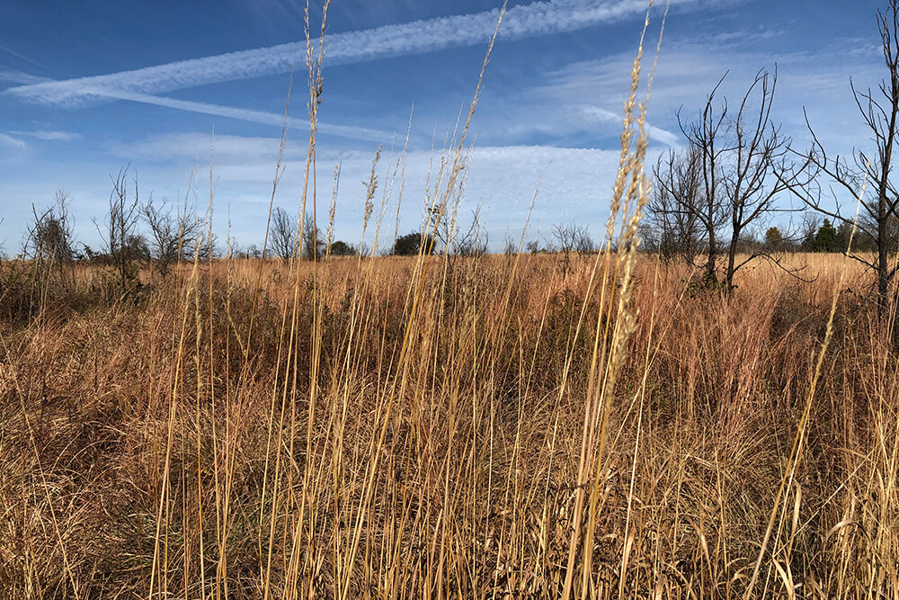 Early dormant-season rangeland rested during the growing season after a February burn