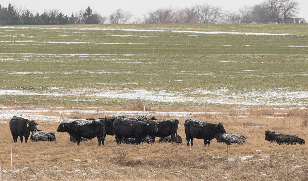 Cattle in pasture with light snow / frost