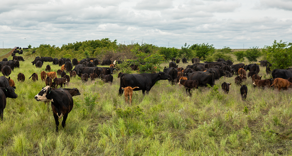 Cattle grazing along a fenceline