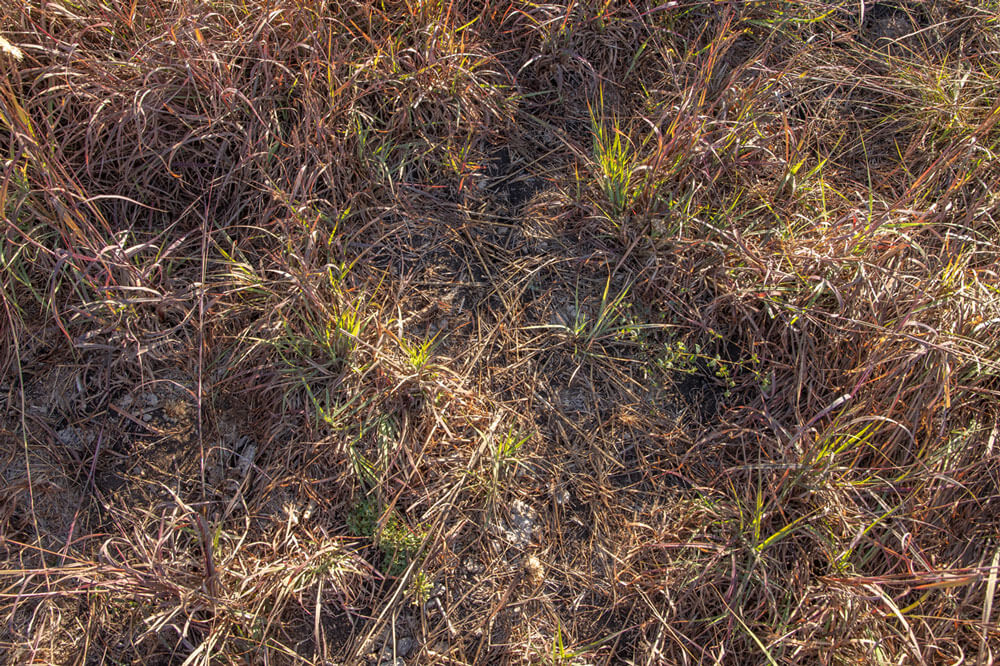Ground covered with a mixture of living plants and leaf litter. A grazing stick is being used to show scale