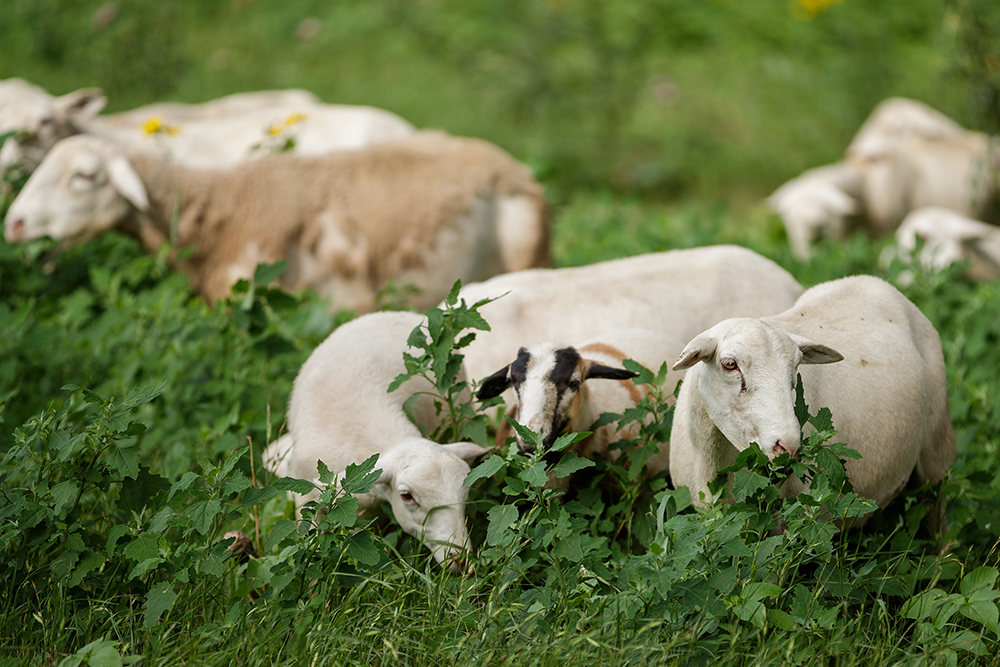 Sheep grazing forbs