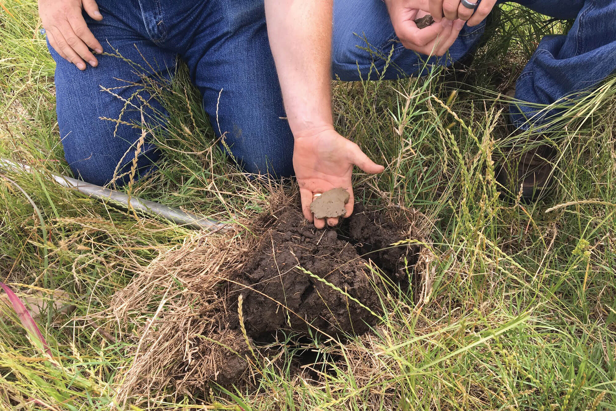 Rancher holding a clump of soil over the hole from which it has just been dug. He and another rancher are inspecting it for the correct color.