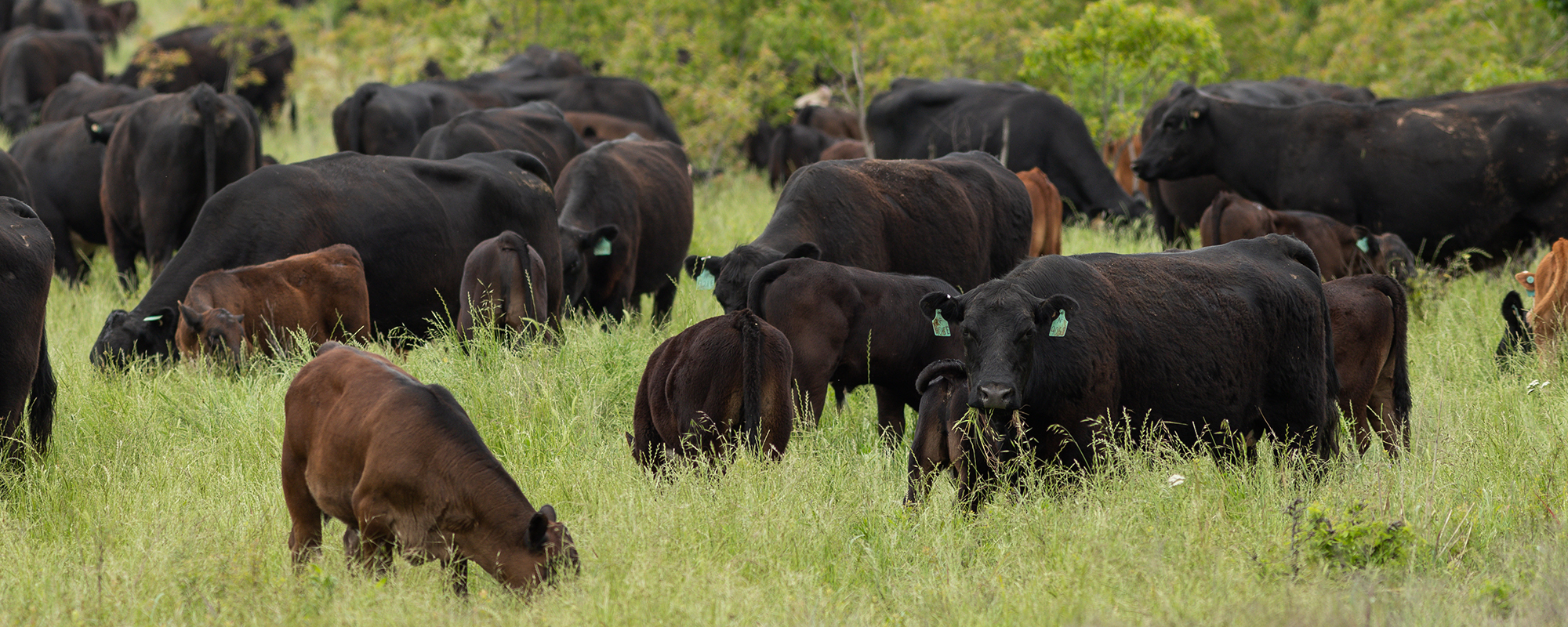 Cattle grazing in tall grass pasture