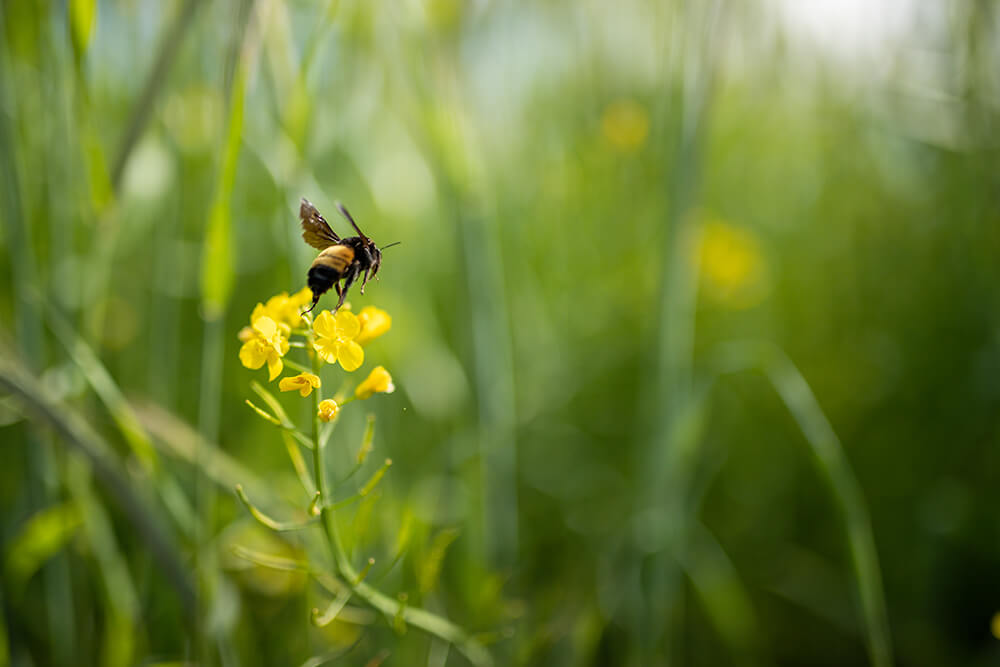 Bee hovering over flowers in pasture