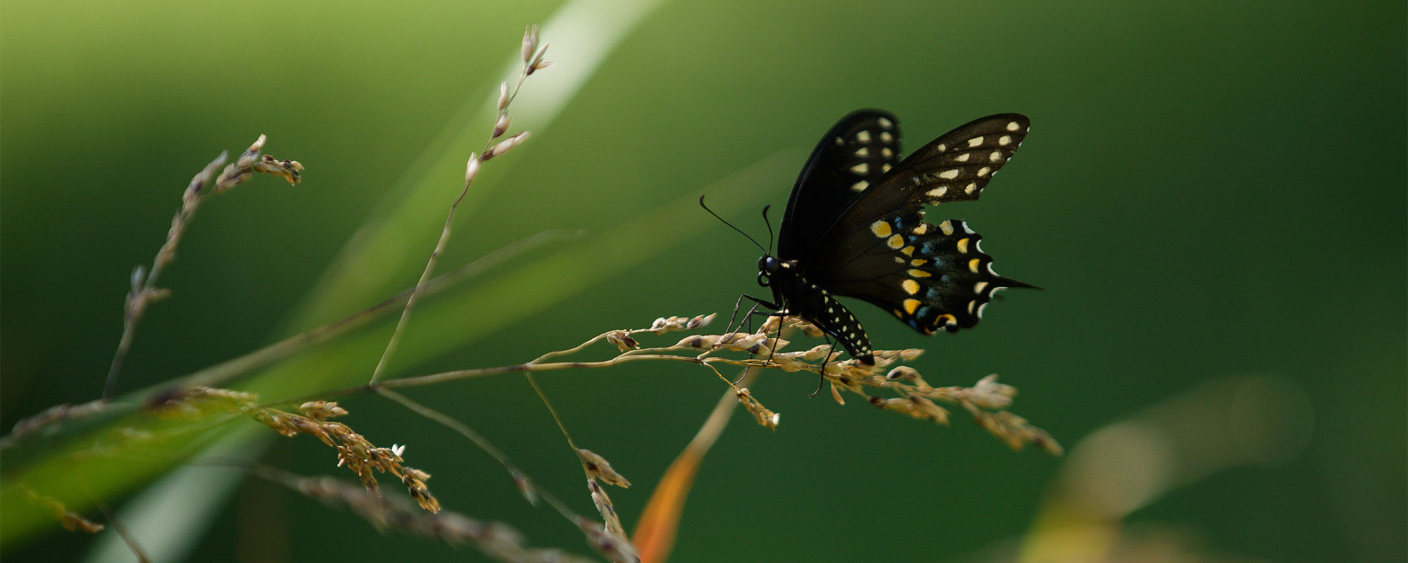 Butterfly resting on forage