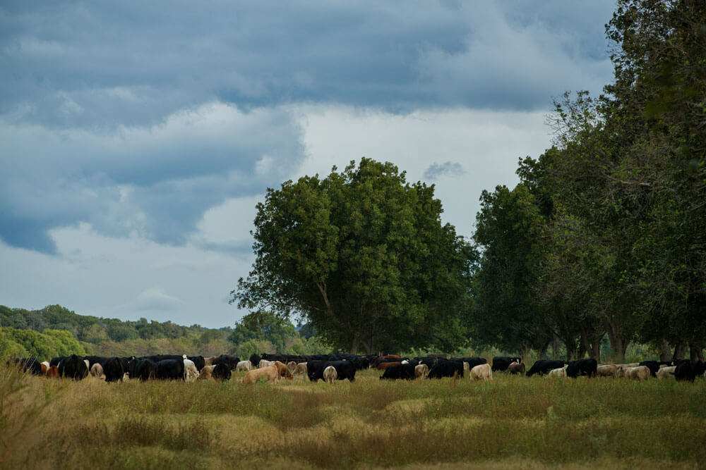 Cattle grazing in pecan grove