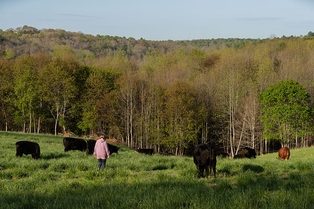 Rancher in field with cattle