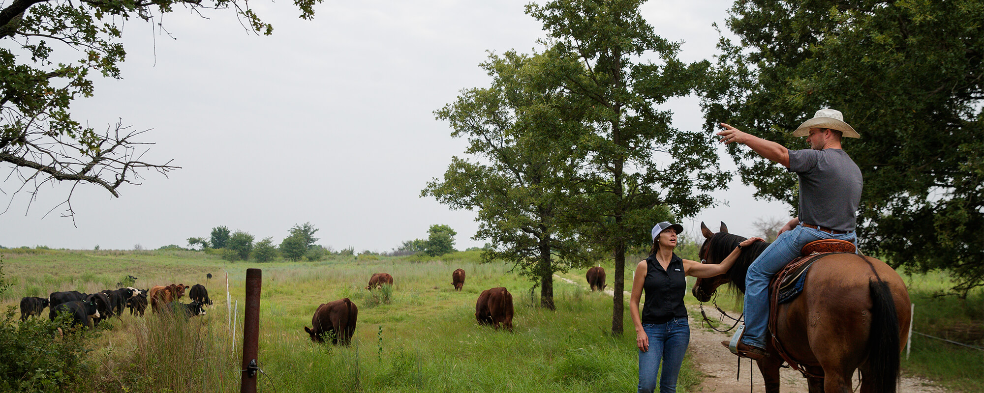 Ranch team talking in the field. Clark Roberts, on horseback, speaks with Caitlin Hebbert