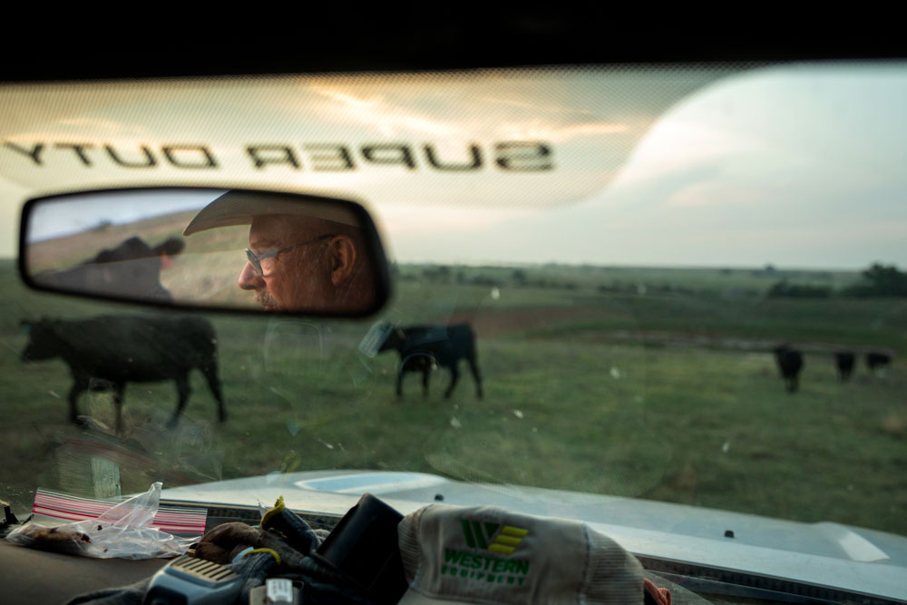 Rancher looking at cattle from their rearview mirror