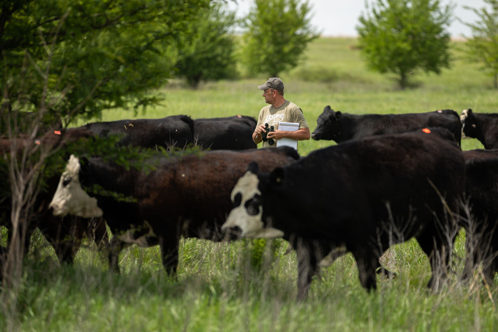 Rancher standing in pasture with herd of cattle