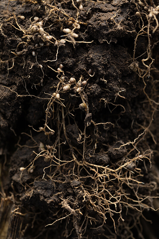 detail of soil