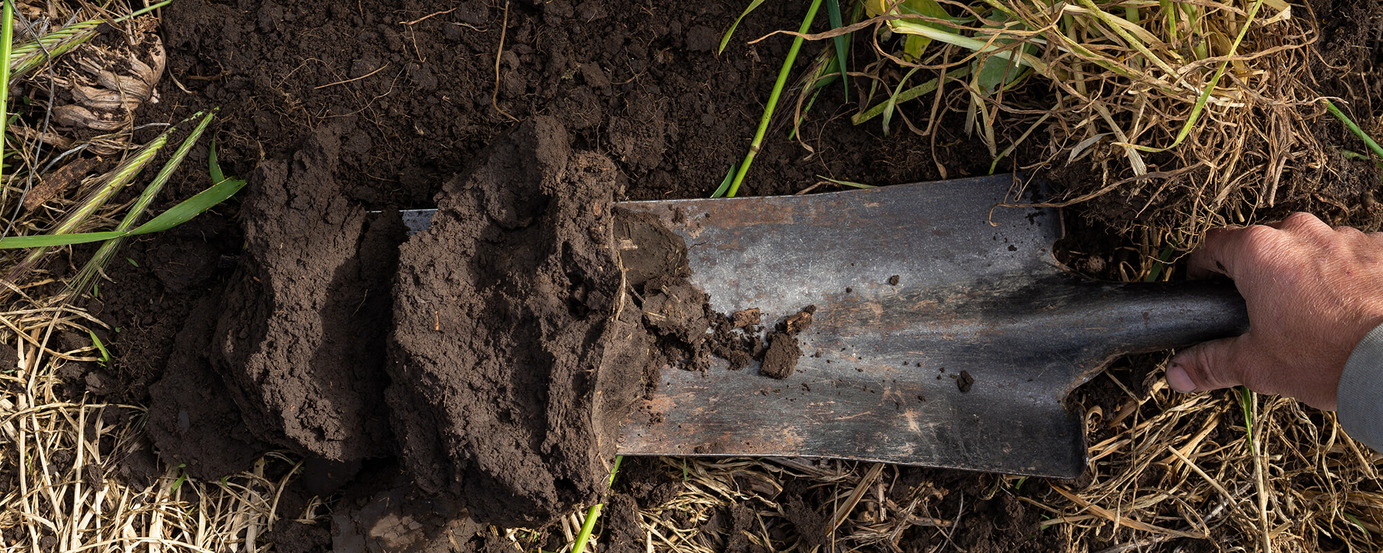 Shovel digging into the soil