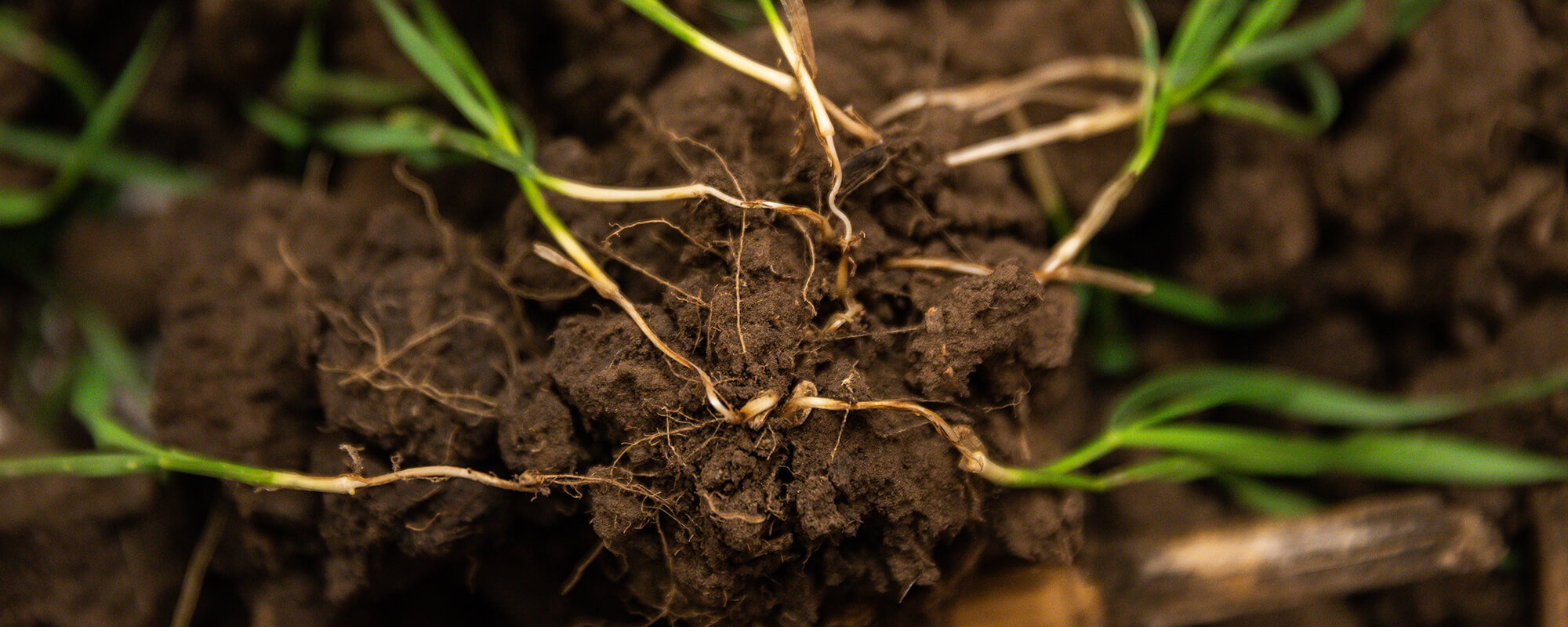 Soil with plant roots growing in it