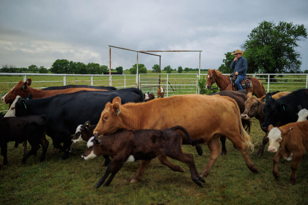 May 2022 Sorting Of FFAR Cattle At Noble’s Coffey Ranch