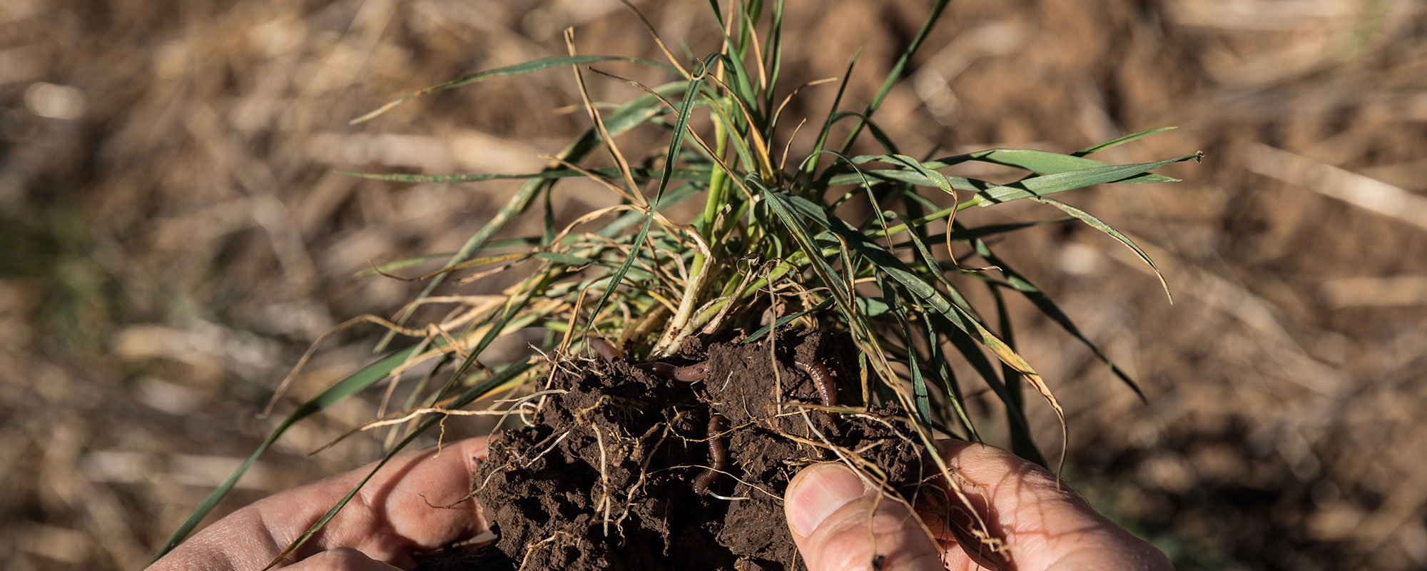 5 Reasons Why Soil Biology Matters on the Farm